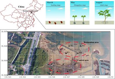 Variation in Bacterial Community Structures and Functions as Indicators of Response to the Restoration of Suaeda salsa: A Case Study of the Restoration in the Beidaihe Coastal Wetland